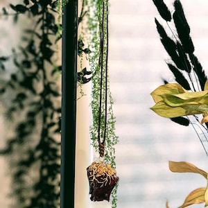 Real Rose Petal Pendant – Resin Dipped Flower Necklace – Romantic Botanical Jewelry – Nature Lover Gift – Whimsical Floral Pendant for Her